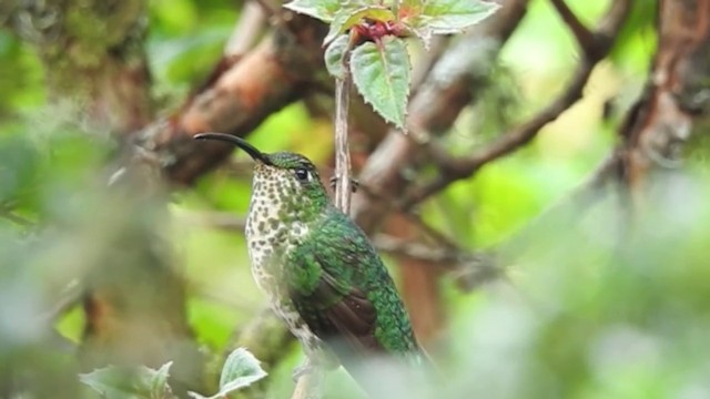 kolibřík aksamitový - ML201636451