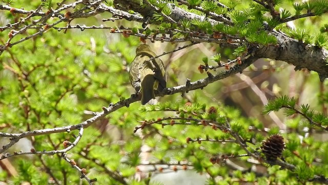 Japanese Leaf Warbler - ML201636631