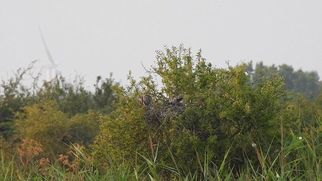 Black-winged Kite (African) - ML201637071