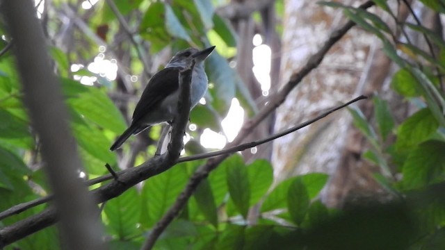 Society Kingfisher (Moorea) - ML201637141