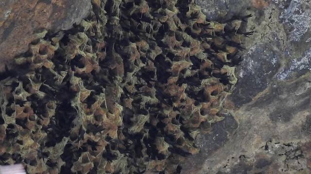 Salangana Polinesia - ML201637221