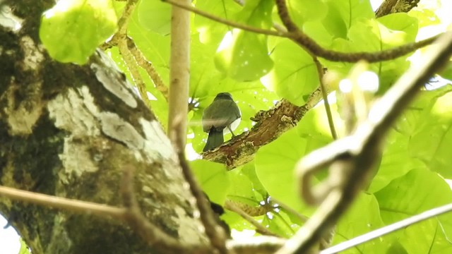 Society Kingfisher (Tahiti) - ML201637251