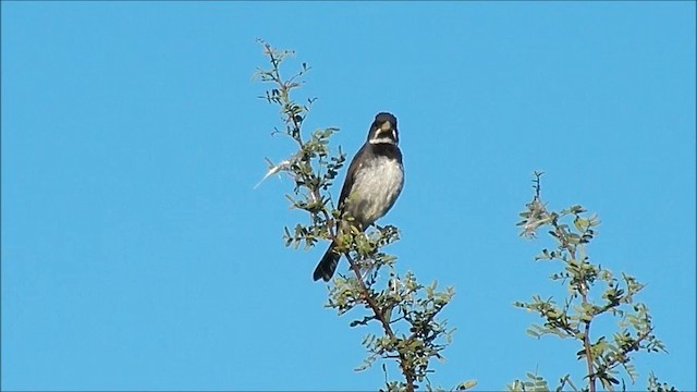 Double-collared Seedeater - ML201637541