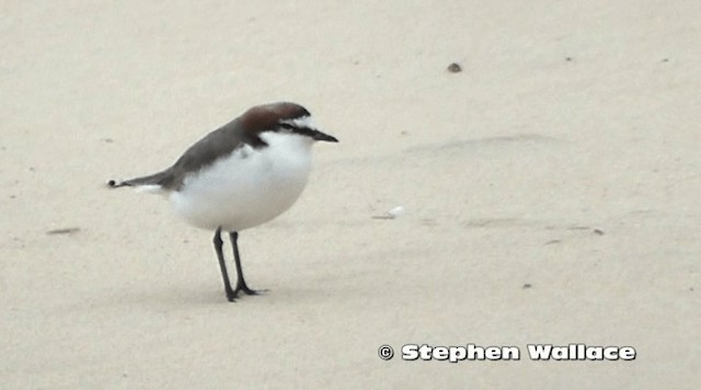 Red-capped Plover - ML201638221