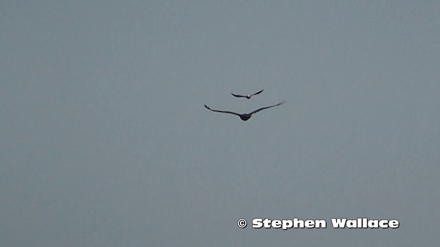 Wedge-tailed Eagle - ML201638241