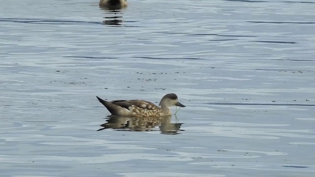 Crested Duck - ML201638571