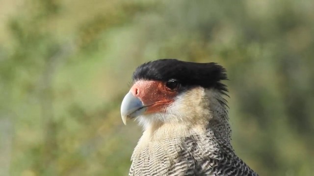 Crested Caracara (Southern) - ML201638671