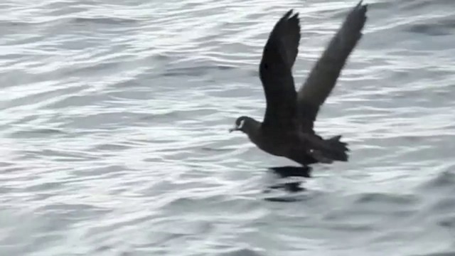Spectacled Petrel - ML201638811