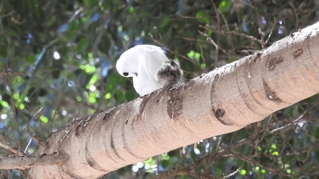 Крячок білий (підвид alba) - ML201638871