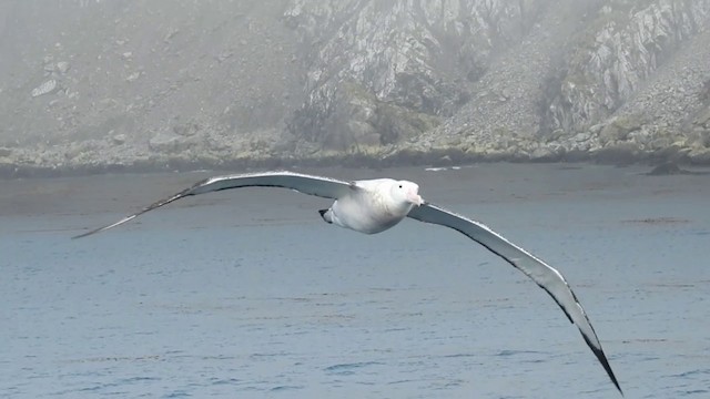  - Wandering Albatross (Snowy)