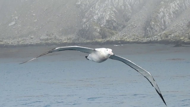 Snowy Albatross - ML201638901