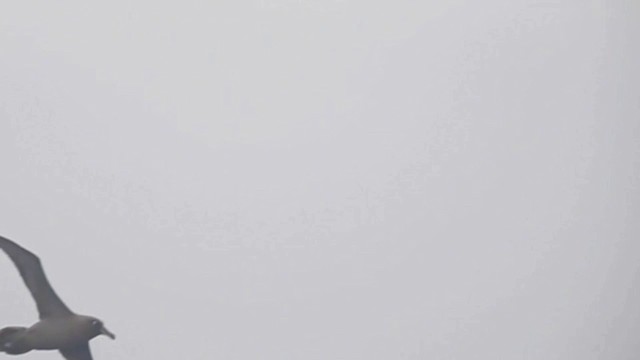 Дымчатый альбатрос - ML201638991