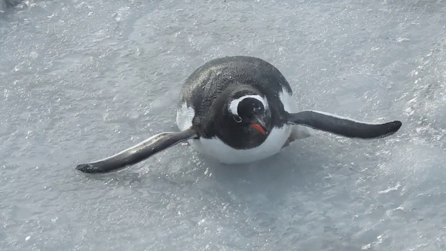 Gentoo Penguin - ML201639051