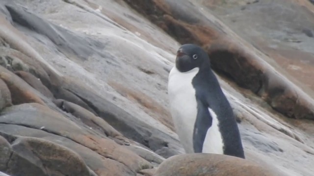 Pingüino de Adelia - ML201639061