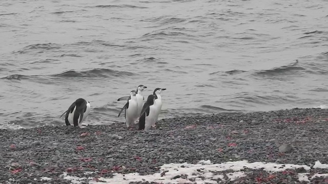tučňák uzdičkový - ML201639081