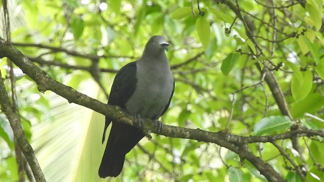Marquesas Imperial-Pigeon - ML201639161