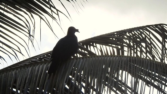 Marquesas Imperial-Pigeon - ML201639181
