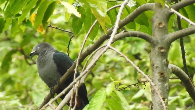 Marquesas Imperial-Pigeon - ML201639191
