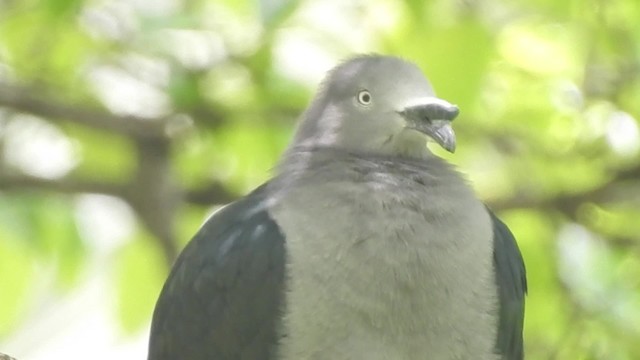 Marquesas Imperial-Pigeon - ML201639201
