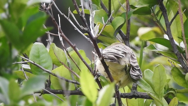 Northern Marquesan Reed Warbler - ML201639211