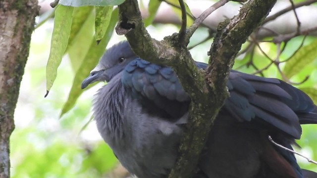 Marquesas Imperial-Pigeon - ML201639261