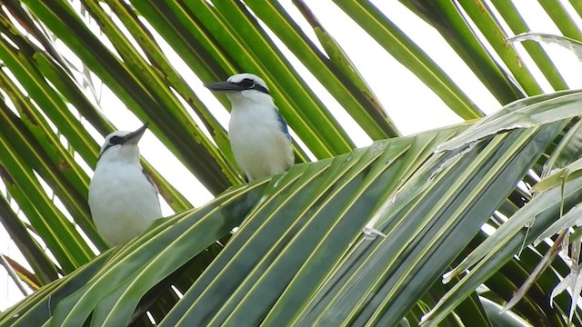 Marquesas Kingfisher - ML201639601