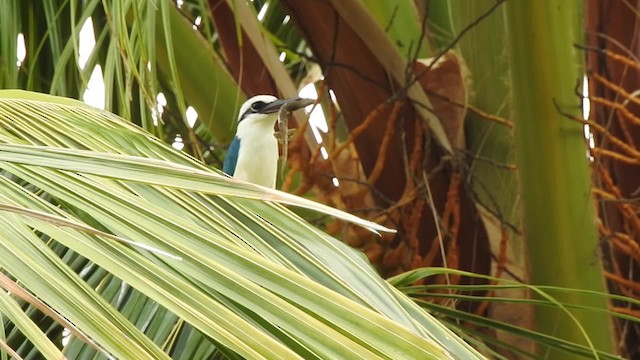 Marquesas Kingfisher - ML201639611