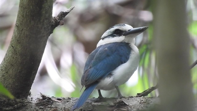Chattering Kingfisher - ML201639701