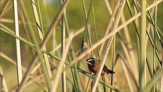 Black-and-rufous Warbling Finch - ML201639781