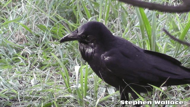 Corbeau d'Australie - ML201640371