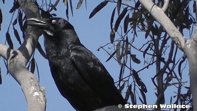 Australian Raven - ML201640391