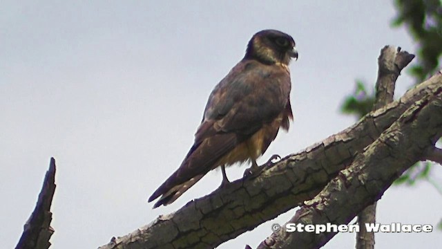  - Australian Hobby