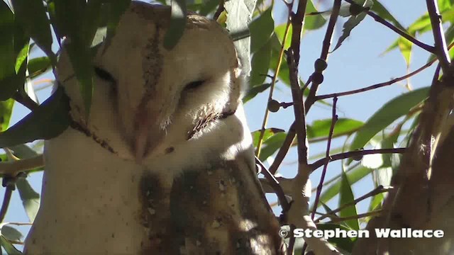 Barn Owl (Eastern) - ML201640711
