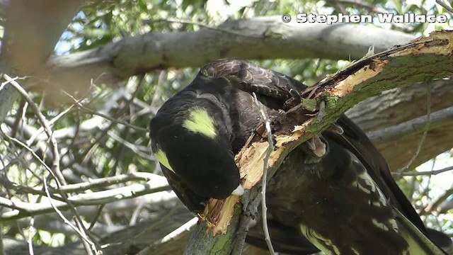Yellow-tailed Black-Cockatoo - ML201640731