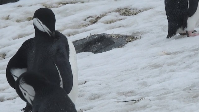 tučňák uzdičkový - ML201640741