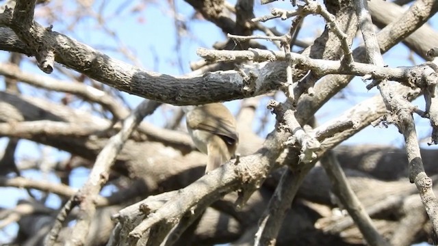 Cape Verde Swamp Warbler - ML201640871