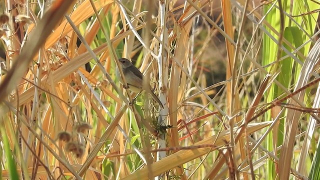 Cape Verde Swamp Warbler - ML201640881