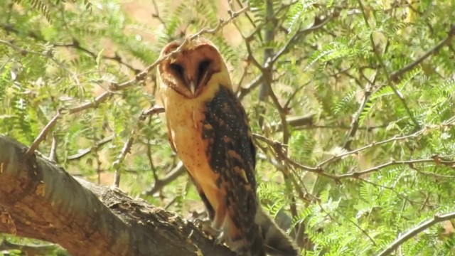 Barn Owl (Cape Verde) - ML201640911