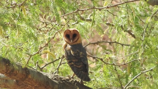 Barn Owl (Cape Verde) - ML201640921