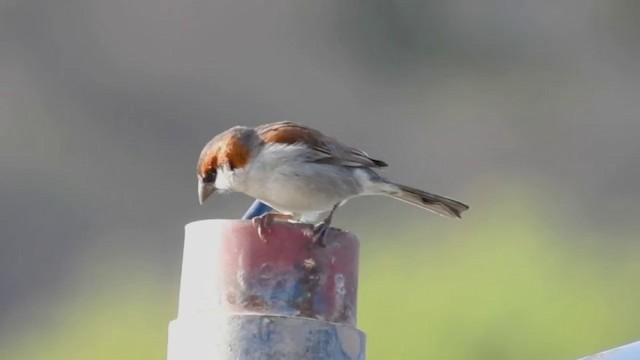Cape Verde Sparrow - ML201640931