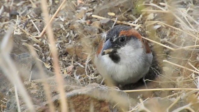 Cape Verde Sparrow - ML201640941