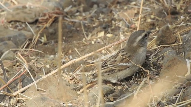 Cape Verde Sparrow - ML201640951