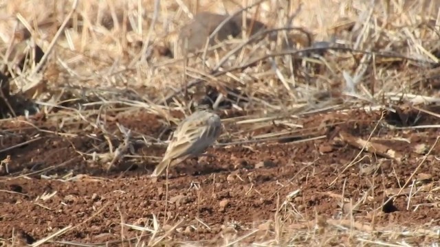 Black-crowned Sparrow-Lark - ML201641021