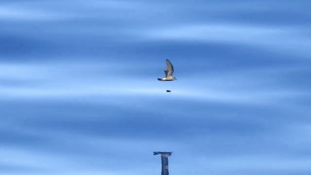  - Leach's Storm-Petrel (Leach's)