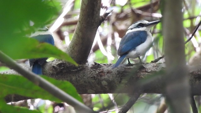 Chattering Kingfisher - ML201641351