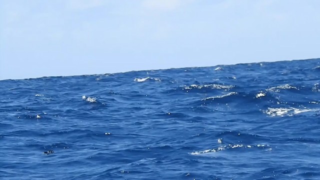 Белогорлая океанида - ML201641421