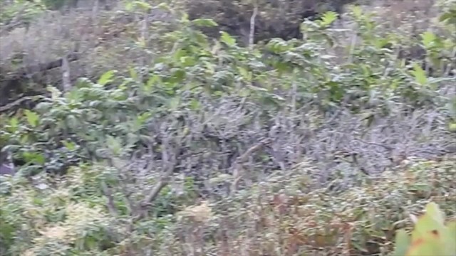 Salangana de las Marquesas - ML201641551