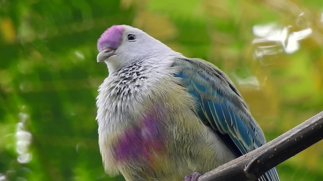 Cook Islands Fruit-Dove - ML201641571