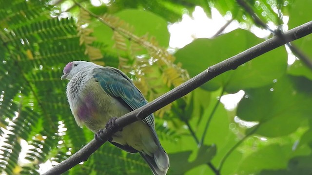 Cook Islands Fruit-Dove - ML201641581