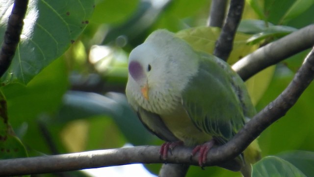 Atoll Fruit-Dove - ML201641771